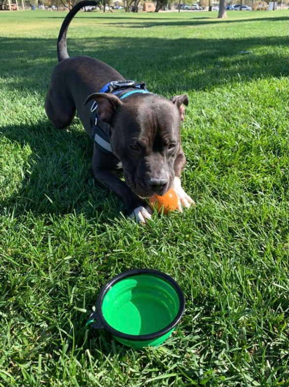 Collapsible Silicone Dog Bowl